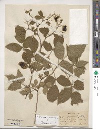 Rubus allegheniensis image