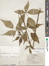 Rubus allegheniensis image