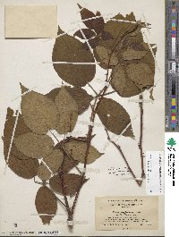 Rubus allegheniensis image