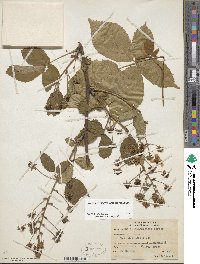 Rubus allegheniensis image