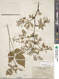 Rubus allegheniensis image