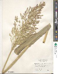 Image of Sorghum halepense