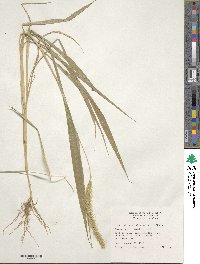 Setaria faberi image