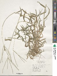 Digitaria sanguinalis image