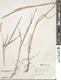 Elymus repens image