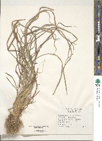 Dactylis glomerata image
