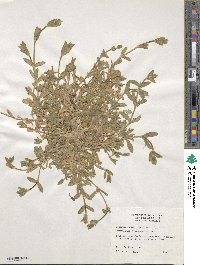 Cerastium vulgatum image