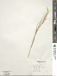 Image of Bromus arvensis