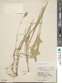 Bromus catharticus image