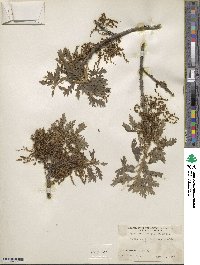 Quercus gambelii image