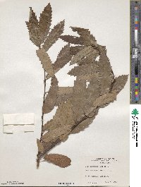 Quercus libani image