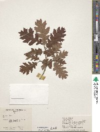 Quercus lobata image