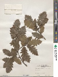 Quercus lusitanica image