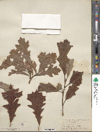 Quercus lyrata image