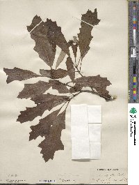 Quercus lyrata image