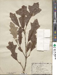 Quercus lyrata image