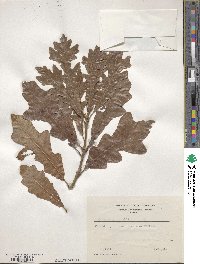 Quercus lyrata image