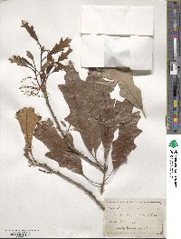 Quercus lyrata image