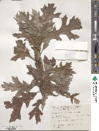 Quercus lyrata image