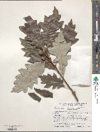 Quercus lyrata image