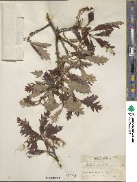 Quercus lyrata image