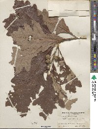 Quercus lyrata image