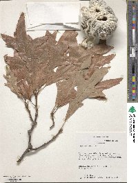 Quercus lyrata image