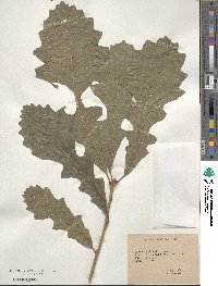 Quercus lyrata image