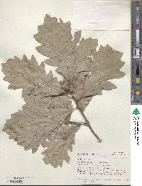 Quercus lyrata image