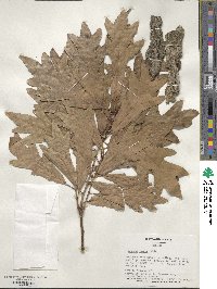 Quercus lyrata image