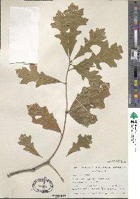 Quercus lyrata image