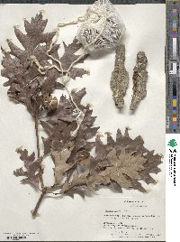 Quercus lyrata image