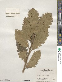 Quercus macranthera image