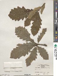 Quercus macranthera image