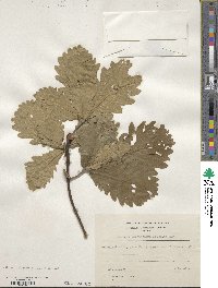 Quercus macranthera image