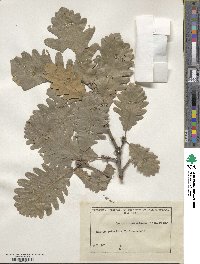 Quercus macranthera image