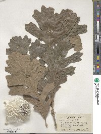 Quercus macrocarpa image