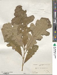 Quercus macrocarpa image