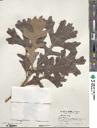 Quercus macrocarpa image