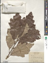 Quercus macrocarpa image