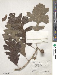 Quercus macrocarpa image