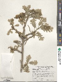 Quercus macrocarpa image