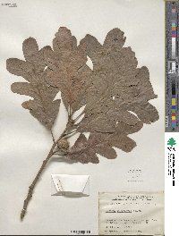 Quercus macrocarpa image