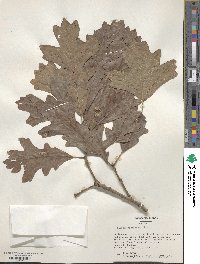 Quercus macrocarpa image