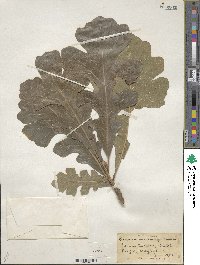 Quercus macrocarpa image