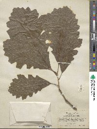 Quercus macrocarpa image