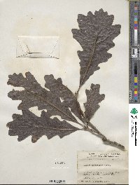 Quercus macrocarpa image