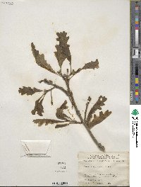 Quercus macrocarpa image