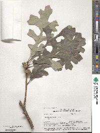 Quercus macrocarpa image