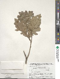 Quercus macrocarpa image